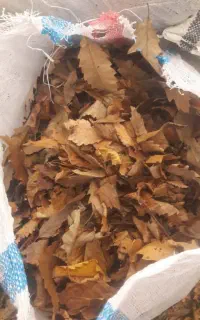 پیش فروش برگ بلوط (تعداد عمده)