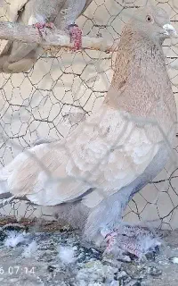 کبوتر