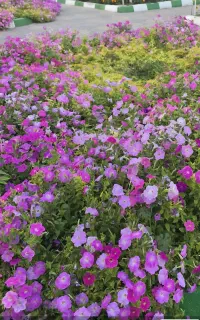استخدام باغبان