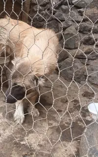 توله سرابی زات قدیم