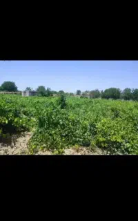 کارگر انگور چین هستم