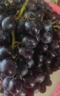 انگور ترکمن۴ شیرین وخوشمزه فقط باید طعمش بچشی
