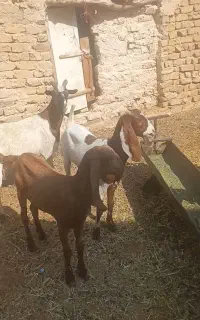 بزغاله پاکستانی گلابی