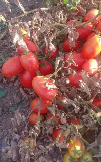 گوجه فرنگی متین