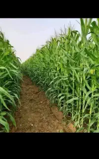 ذرت علوفه ای