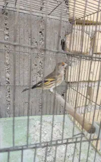 فروش سهره نروماده ویک سهره قناری