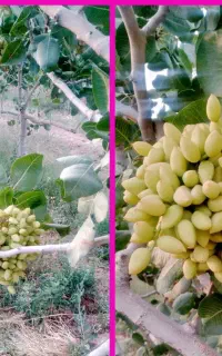 درمان تخصصی بیماری هاو ریزش پتک (اصلاح خاک)