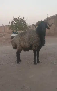 فرش قوچ
