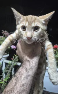 واگذاری گربه