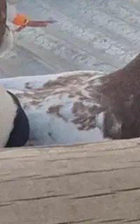 کبوتر باخت رفته