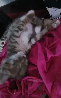 واگذاری آقا تامی