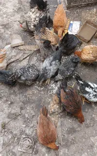 حیوانات زیبا