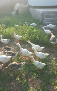 جوجه غوقاز