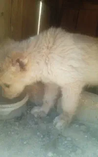 توله سگ  نر