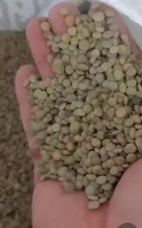 عدس محلی ایرانی
