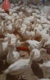 نیمچه بوقلمون بیوتی زرین