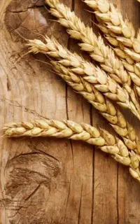 گندم و جو شما را توافقی درو میکنیم