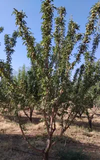 بادام کاغذی