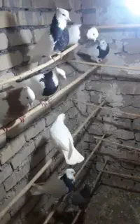 طوقی