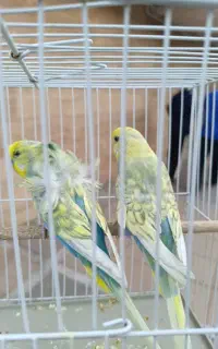 یک جفت مرغ عشق  اسپانگل رنگین کمانی