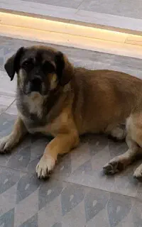 واگذاری سگ پا کوتاه