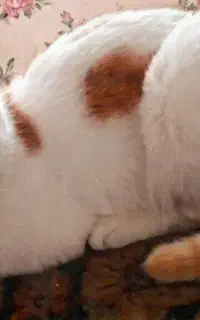 گربه