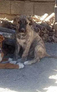 سگ 2 ماهه