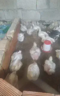 مرغ ارگانیک طبیعی