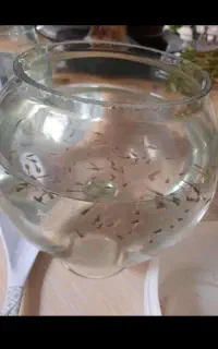 ماهی گوپی دوماهه