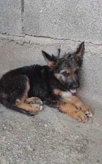 سگ ژرمن