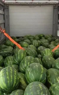 فروش عمده و تکی هندوانه تازه چین از سر باغ گنبد
