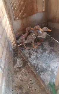 اردک