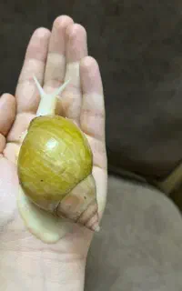 حلزون آلبینو