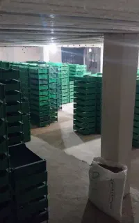 کرم میلورم