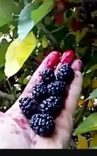 شاه توت ملس و اورگانیک