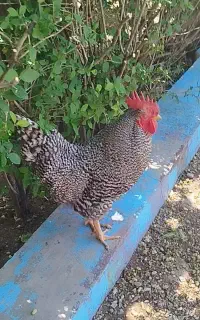مرغ و خروس آمروک