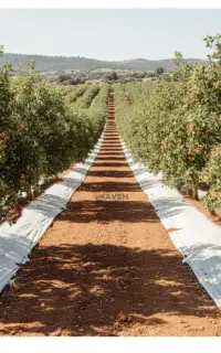 mulch پلاستیک کشت کشاورزی باغبانی گلخانه و درختی