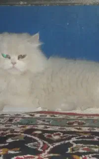فروش گربه پرشین