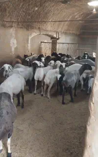 فروش بره ماده۱۱ماهه هترو،سرخ وسیاه افشار