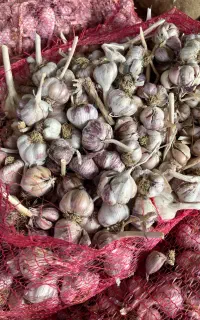 سیر قرمز خشک