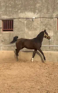 اسب عرب خالص