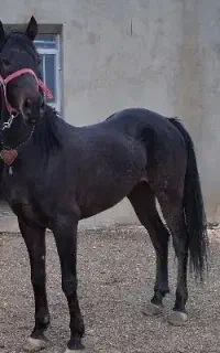 مادیان تازه سواری