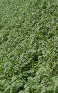 سیب بذری سانته مدل 403