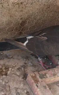 کبوتر مسافتی