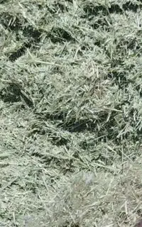 یونجه اول چین