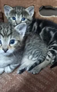 بچه گربه خونگی واگذاری