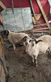 نر گوشتی درجه یک