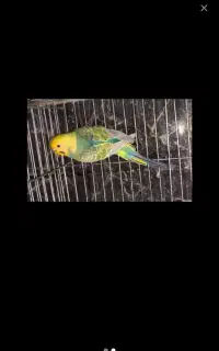 پرنده