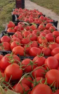 گوجه ربی فقط15هزار