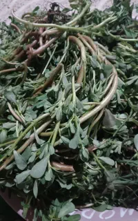 خرفه